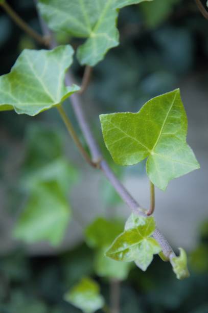 istock ivy branch with new green leaves 1276615043