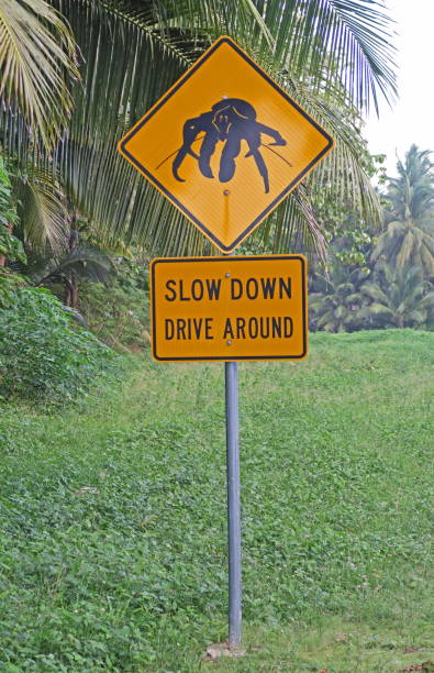 sign warning of Robber Crabs on road
