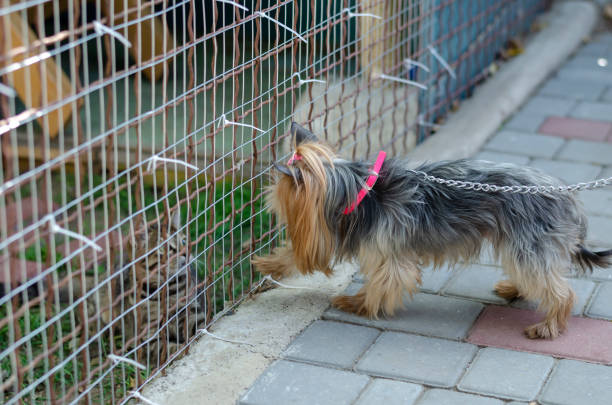 istock An 11 year old Yorkshire terrier examines a cute tabby kitten behind a mesh fence. 1276619096