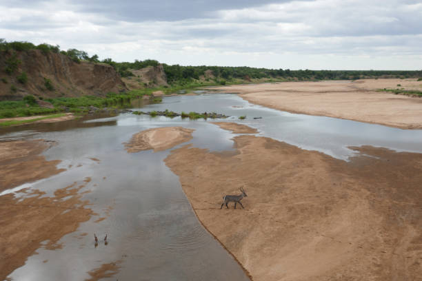 istock Kruger National Park, South Africa 1276620220