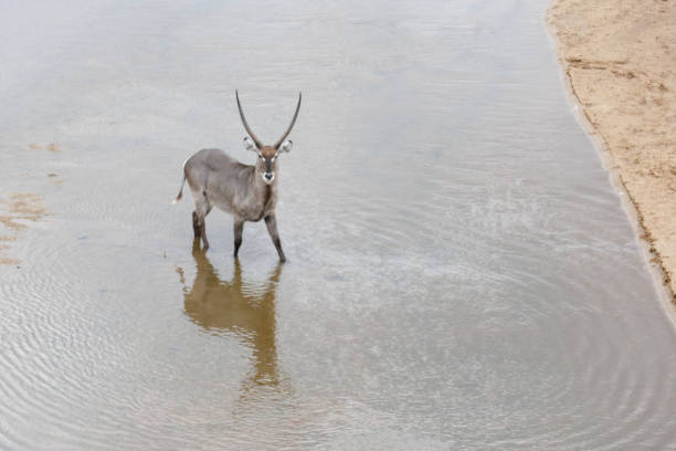 Kruger National Park, South Africa Kruger National Park is one of Africa´s largest game reserve and became South Africa´s first park in 1926 1926 stock pictures, royalty-free photos & images