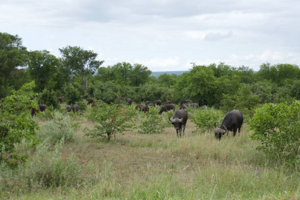 Kruger National Park, South Africa Kruger National Park is one of Africa´s largest game reserve and became South Africa´s first park in 1926 1926 stock pictures, royalty-free photos & images