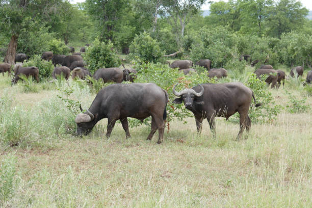 Kruger National Park, South Africa Kruger National Park is one of Africa´s largest game reserve and became South Africa´s first park in 1926 1926 stock pictures, royalty-free photos & images