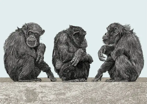 Vector illustration of Chimpanzees Chatting. Three Chimps in conversation