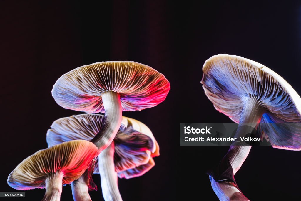 The Mexican magic mushroom is a psilocybe cubensis, whose main active elements are psilocybin and psilocin - Mexican Psilocybe Cubensis. An adult mushroom raining spores The Mexican magic mushroom is a psilocybe cubensis, a specie of psychedelic mushroom whose main active elements are psilocybin and psilocin - Mexican Psilocybe Cubensis. An adult mushroom raining spores. red and blue color. horizontal orientation Psychedelic Stock Photo