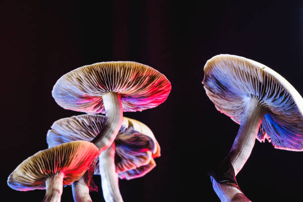 The Mexican magic mushroom is a psilocybe cubensis, whose main active elements are psilocybin and psilocin - Mexican Psilocybe Cubensis. An adult mushroom raining spores The Mexican magic mushroom is a psilocybe cubensis, a specie of psychedelic mushroom whose main active elements are psilocybin and psilocin - Mexican Psilocybe Cubensis. An adult mushroom raining spores. red and blue color. horizontal orientation psychedelic photos stock pictures, royalty-free photos & images