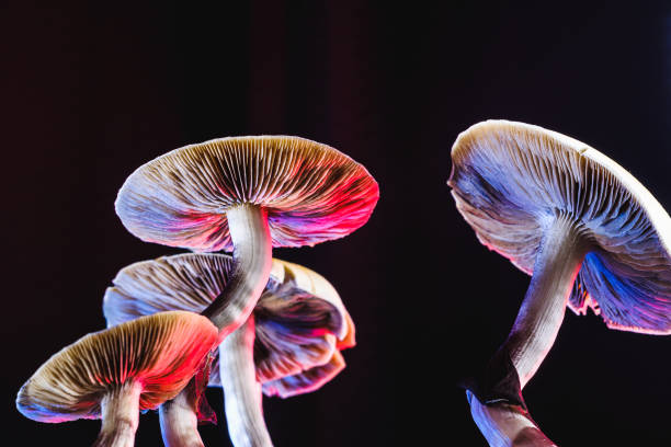 The Mexican magic mushroom is a psilocybe cubensis, whose main active elements are psilocybin and psilocin - Mexican Psilocybe Cubensis. An adult mushroom raining spores The Mexican magic mushroom is a psilocybe cubensis, a specie of psychedelic mushroom whose main active elements are psilocybin and psilocin - Mexican Psilocybe Cubensis. An adult mushroom raining spores. red and blue color. horizontal orientation trance stock pictures, royalty-free photos & images