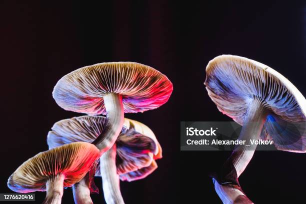 The Mexican Magic Mushroom Is A Psilocybe Cubensis Whose Main Active Elements Are Psilocybin And Psilocin Mexican Psilocybe Cubensis An Adult Mushroom Raining Spores Stock Photo - Download Image Now