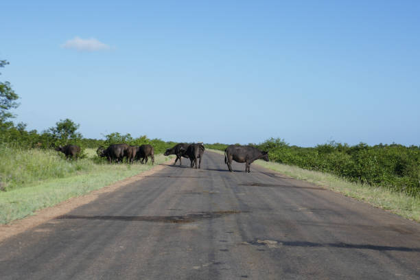 istock Kruger National Park, South Africa 1276620449