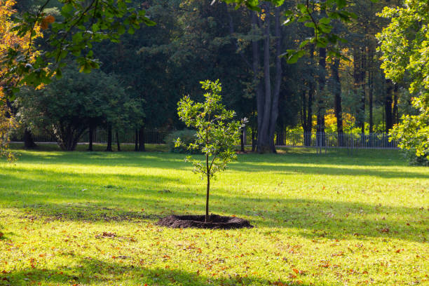 istock Young oak tree on a green park lawn 1276620483