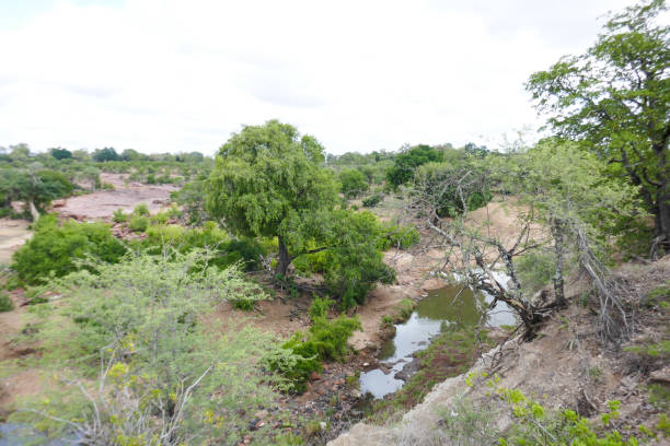 istock Kruger National Park, South Africa 1276620489