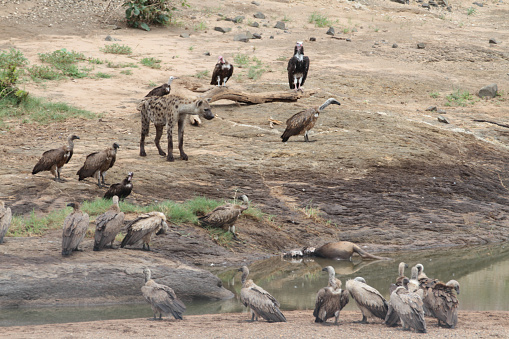 Kruger National Park is one of Africa´s largest game reserve and became South Africa´s first park in 1926