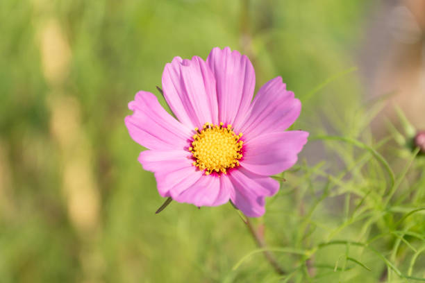 A very tiny pink Cosmos Flower against a white background.