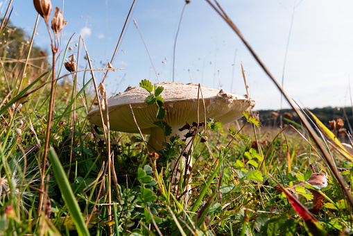 Low angle view of a Parasol mushroom, spotted in the Chiltern Hills of Buckinghamshire.