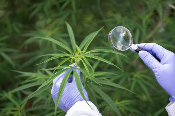 Marijuana Researcher, Female scientist in a hemp field checking plants and flowers, alternative herbal medicine concept. Marijuana Researcher, Female scientist in a hemp field checking plants and flowers, alternative herbal medicine concept. healthy marijuana cannabis plant growing in a garden stock pictures, royalty-free photos & images