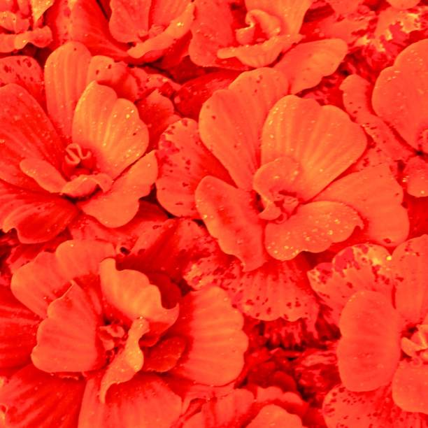 istock red head flowering plant 1276621980