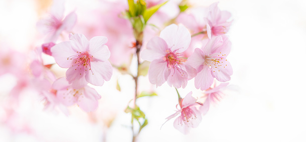 Cherry blossoms in full bloom on white background. Panoramic image.