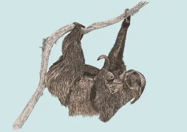 Vector illustration of Three Toed Sloth with Young