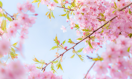 Cherry blossoms in full bloom on blue sky  background. Panoramic image.