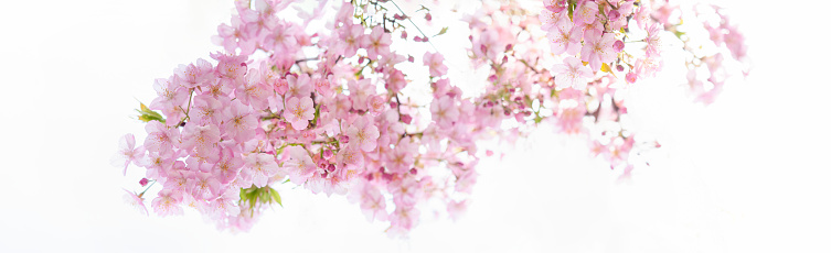 Cherry blossoms in full bloom on white background. Panoramic image.