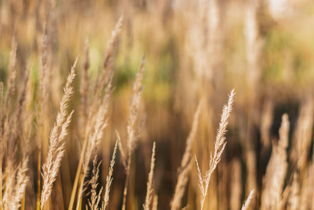 istock Natural golden autumn background 1276623815