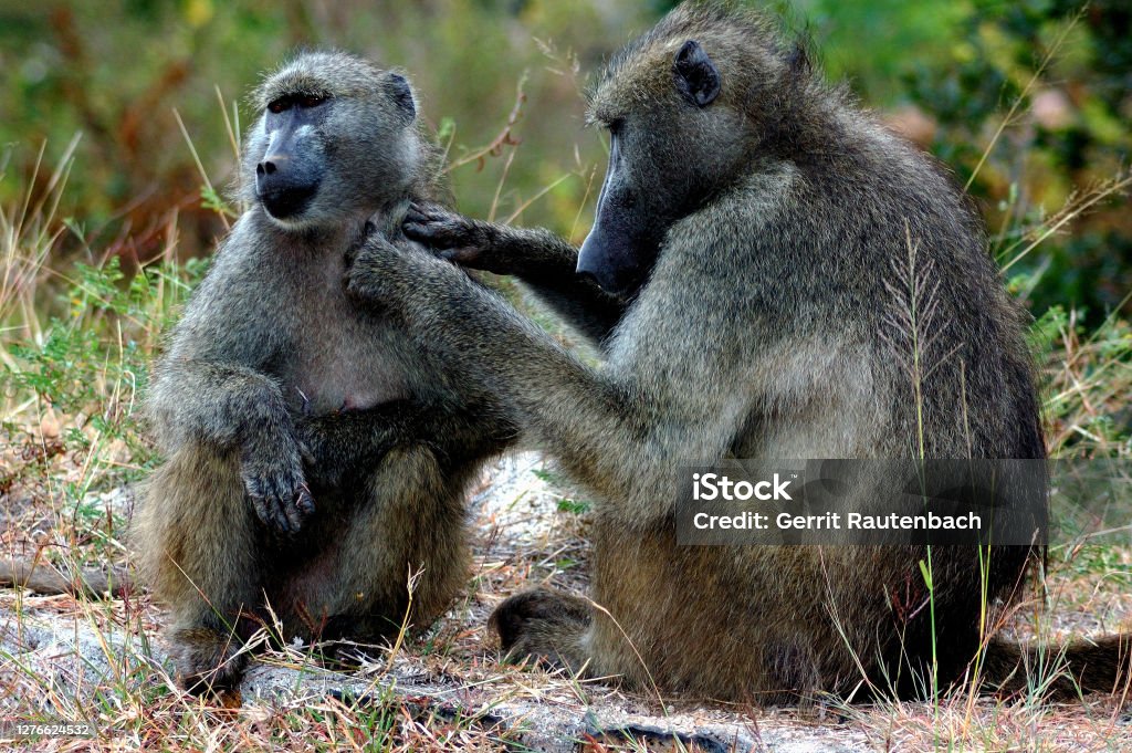 Un Cácma O Babuino Del Cabo En Busca De Pulgas Y Piojos En Su Pareja En El Parque Kruger Foto de stock y más banco de imágenes de Acicalarse - iStock Un Cácma O Babuino Del Cabo En Busca De Pulgas Y Piojos En Su Pareja En El Parque Kruger Foto de stock y más banco de imágenes de Acicalarse - iStock