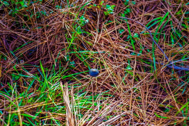Blue-black mushroom popping through the bed of needles and grass in a pine forest.