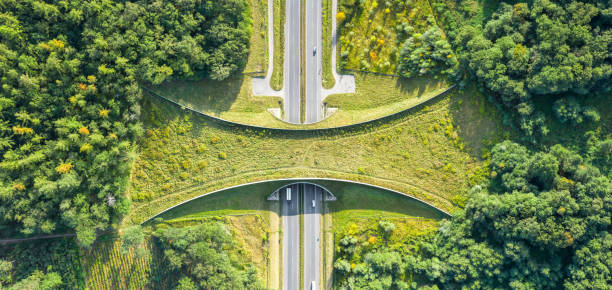 Aerial top down view of ecoduct or wildlife crossing Aerial top down view of ecoduct or wildlife crossing - vegetation covered bridge over a motorway that allows wildlife to safely cross over wildlife or wild animal stock pictures, royalty-free photos & images