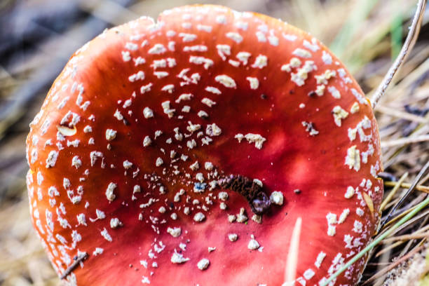 fungo velenoso singolo - vola agarico. primo tempo - fungus moss log magic mushroom foto e immagini stock