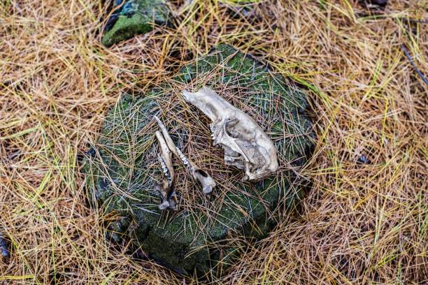 istock Animal bones, kangaroo, scull and jaw bone with teeth in the forest 1276627088