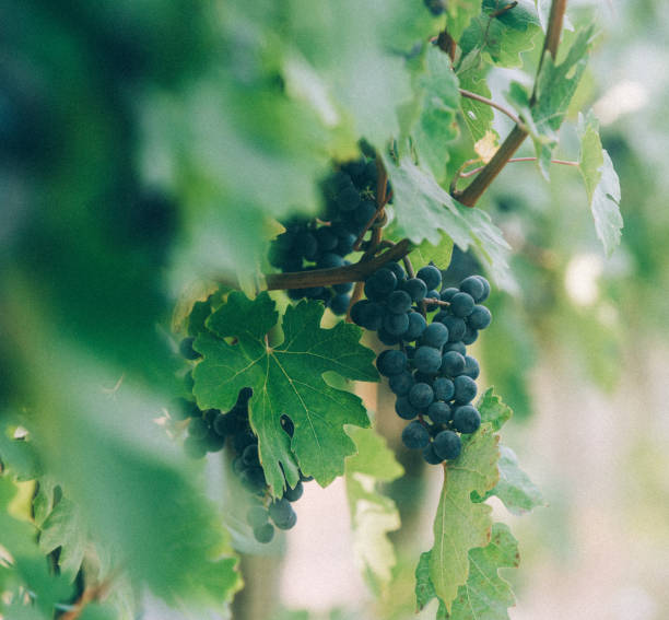 Red grapes In The Vineyard