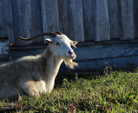 photograph of white goat with powerful horns lying on the ground green grass fluffy domestic animal with long beard