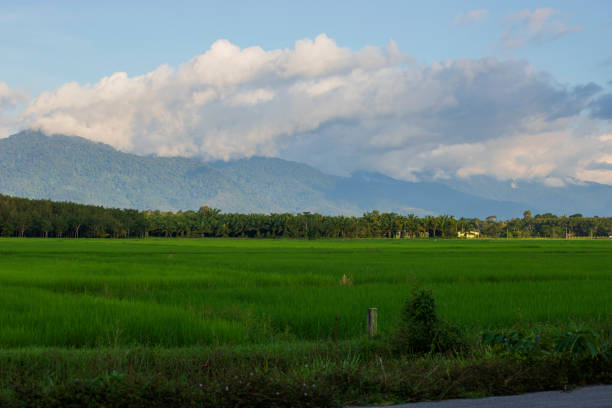 istock Green rice fields outside the city 1276627722