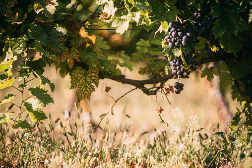 Close-up on a red grapevine. Background and copy space.