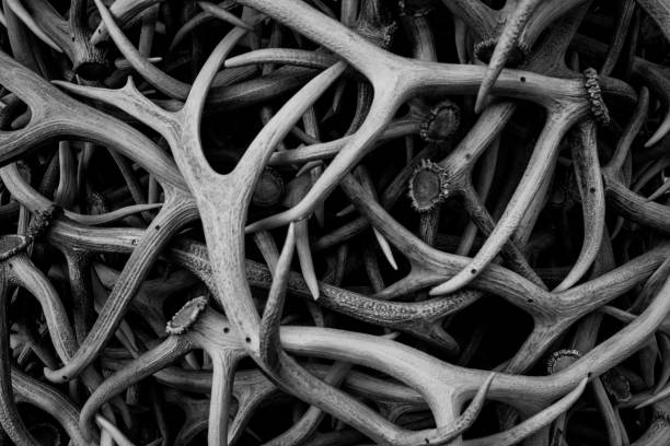istock Abstract of Tangled Elk Antlers 1276627876