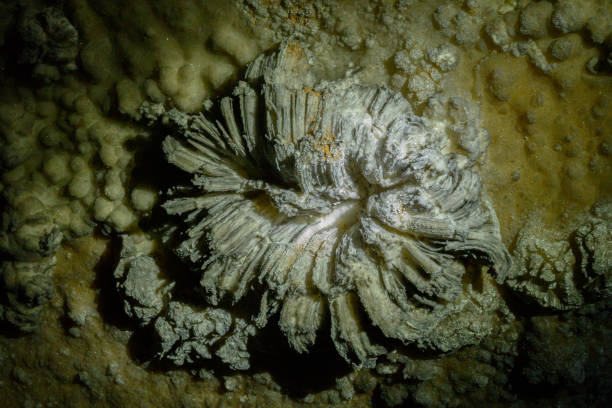 Crystal Rock Formation in Mammoth Cave grows slowly
