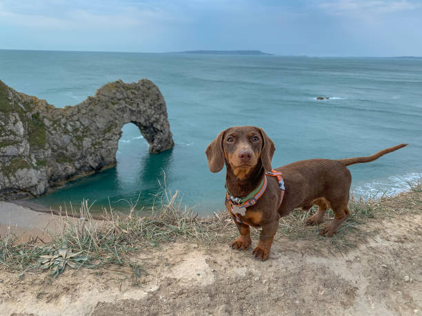 jamnik stojący w pobliżu durdle door, dorset - dorset zdjęcia i obrazy z banku zdjęć