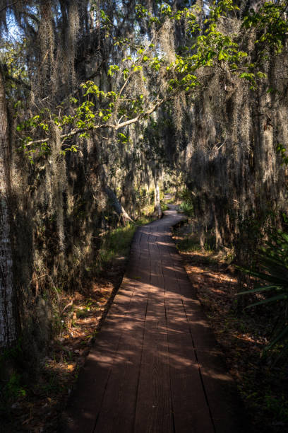 istock Early Morning Light Hits Spanish Moss and Baordwalk 1276628760