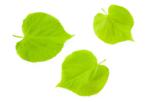 istock Linden leaves isolated on a white background 1276628789
