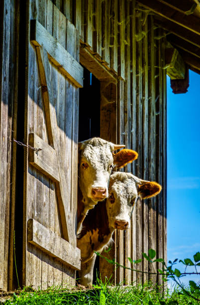cow at the european alps nice cow at the european alps calf photos stock pictures, royalty-free photos & images