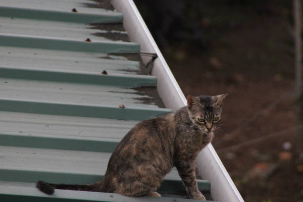 istock Cat sitting on the roof 1276630500