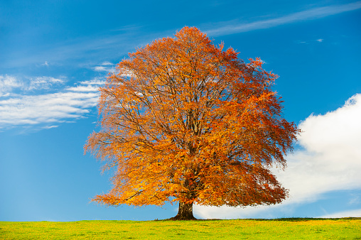 single big old beech tree on the meadow in autumn