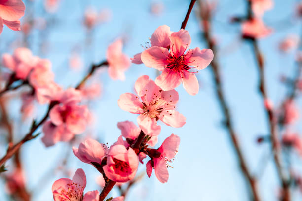 istock Peach blossoms blooming in the spring garden 1276634474