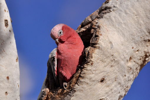 Taxon name: Eastern Pink Cockatoo (recently renamed from Major Mitchell's Cockatoo)\nTaxon scientific name: Cacatua leadbeateri leadbeateri\nLocation: Cunnamulla, Queensland, Australia