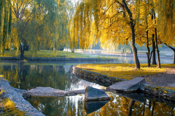 Beautiful autumn park with yellowed willow trees reflected in the water Beautiful autumn park with yellowed willow trees reflected in the water. Decorative stones on foreground cherkasy stock pictures, royalty-free photos & images