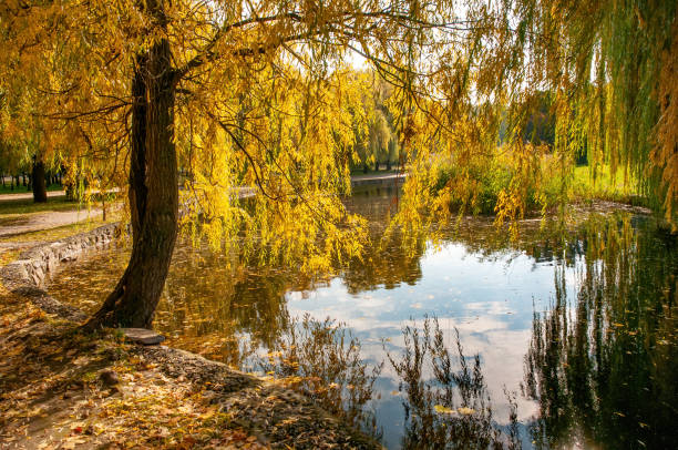 istock Beautiful autumn park with yellowed willow tree reflected in the water. 1276634558