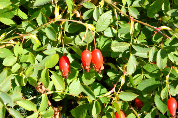 istock The fruit of rosehip (Latin. Fructus Rosae) is a medicinal vegetable raw material 1276634623