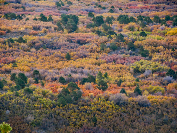 склон в горах ла-саль, покрытый осенней листвой - la sal mountains стоковые фото и изображения