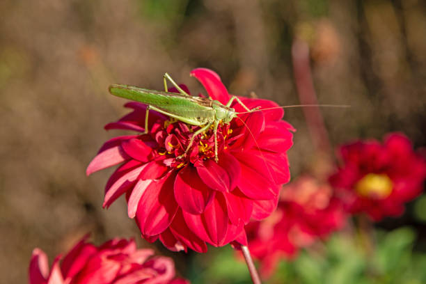 Green hay horse on a red flower