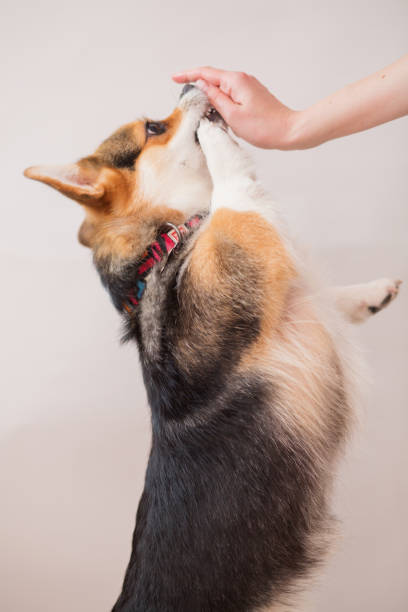 istock Corgi pembroke dog looking up portrait on light grey background 1276637893